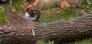 Professional Tree Services in State College, PA